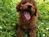 4.5 Aylık Erkek Toypoodle