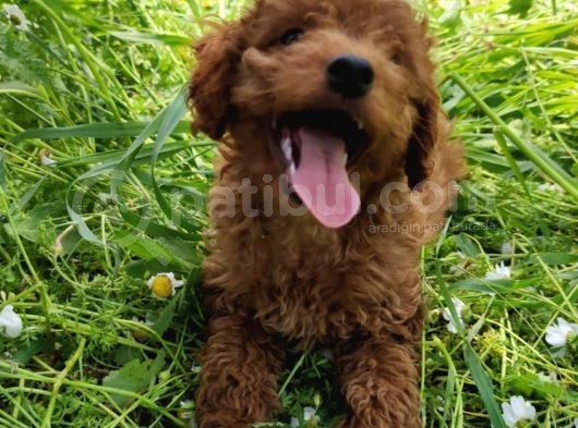 4.5 Aylık Erkek Toypoodle görsel