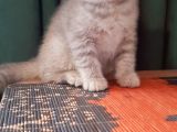 British Shorthair Yavrularım