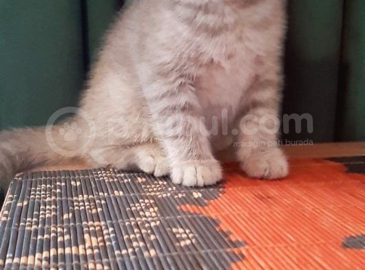 British Shorthair Yavrularım görsel