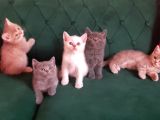 British Shorthair Yavrularım