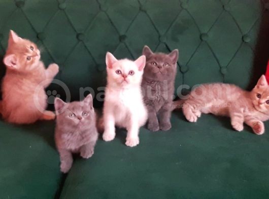 British Shorthair Yavrularım görsel
