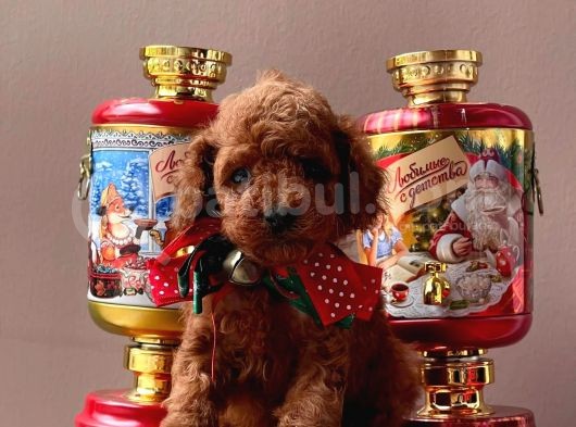 Orji̇nal Toy Poddle