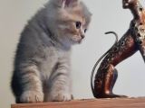British Shorthair Yavrularım