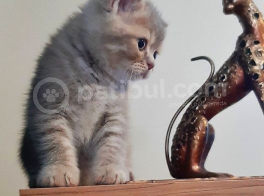 British Shorthair Yavrularım görsel