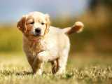 2 Aylık Erkek Ve Dişi Golden Retriever Yavrular