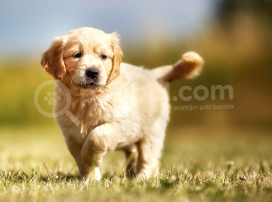 2 Aylık Erkek ve Dişi Golden Retriever Yavrular