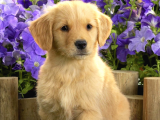 2 Aylık Erkek Ve Dişi Golden Retriever Yavrular