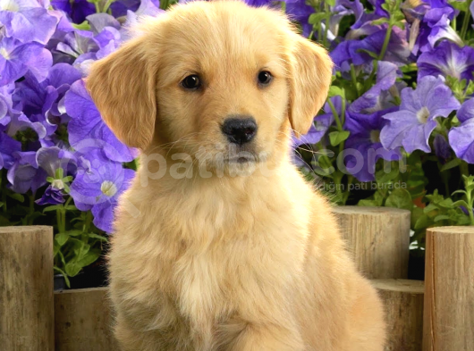 2 Aylık Erkek Ve Dişi Golden Retriever Yavrular görsel