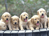 2 Aylık Erkek Ve Dişi Golden Retriever Yavrular