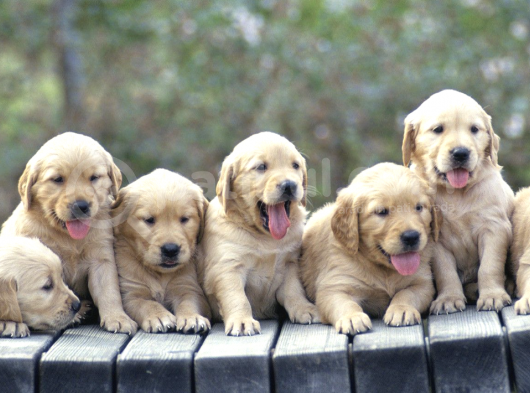 2 Aylık Erkek Ve Dişi Golden Retriever Yavrular görsel
