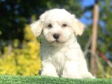 Di̇zayn Irk Malti̇poo Bebekler