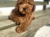 Red Brown Toy Poodle Oyuncak Bebekler