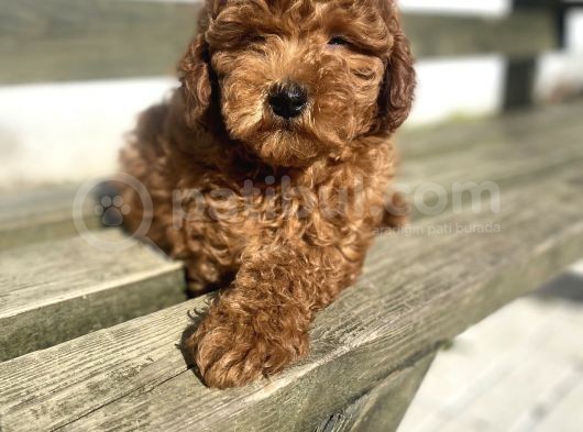 Red Brown Toy Poodle Oyuncak Bebekler