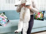 British Shorthair Lynx Point 1 Yaşında