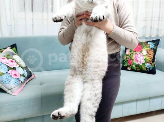 British Shorthair Lynx Point 1 Yaşında görsel