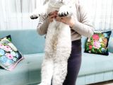 British Shorthair Lynx Point 1 Yaşında