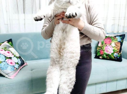 British Shorthair Lynx Point 1 Yaşında
