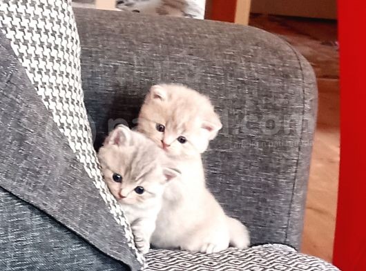 30 Günlük