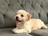 Maltipoo Bebekerlimiz Yeni Yuvalarına Hazır