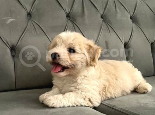 Maltipoo Bebekerlimiz Yeni Yuvalarına Hazır