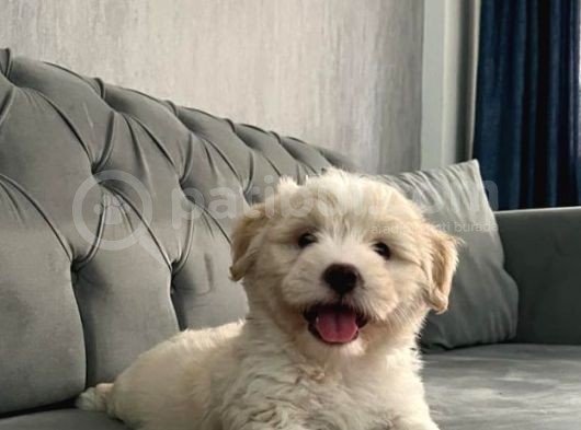 Maltipoo Bebekerlimiz Yeni Yuvalarına Hazır görsel