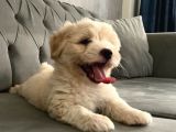Maltipoo Bebekerlimiz Yeni Yuvalarına Hazır