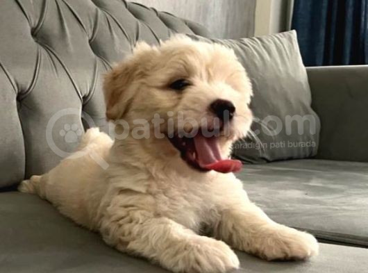 Maltipoo Bebekerlimiz Yeni Yuvalarına Hazır görsel