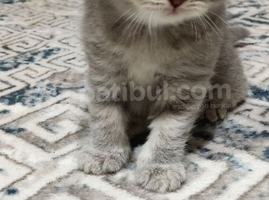 2 Tane Güzel Minikler görsel
