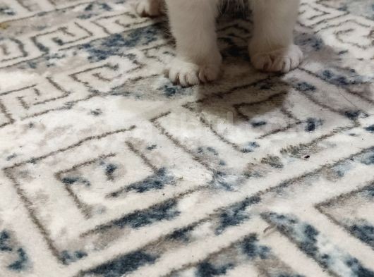 2 Tane Güzel Minikler görsel