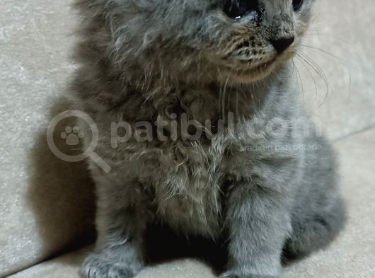 2 Aylık Dünya Tatlısı görsel