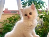 Chi̇nci̇lla Cinsi Beyaz 2 Aylik Mi̇ni̇k Yavru
