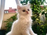 Chi̇nci̇lla Cinsi Beyaz 2 Aylik Mi̇ni̇k Yavru