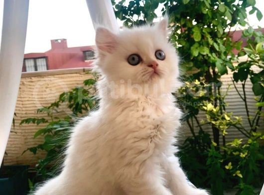 Chi̇nci̇lla Cinsi Beyaz 2 Aylik Mi̇ni̇k Yavru görsel
