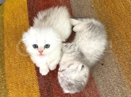 2 Dişi 1 Erkek Scottish Yavrularımız