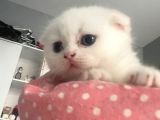 1 Aylık Beyaz Scottish Fold