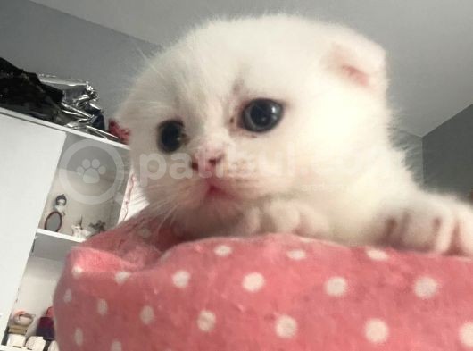 1 Aylık Beyaz Scottish Fold görsel