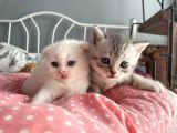 1 Aylık Beyaz Scottish Fold