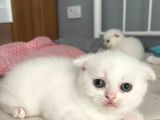 1 Aylık Beyaz Scottish Fold