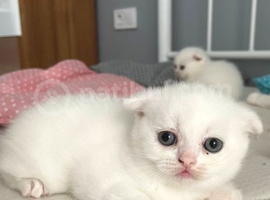1 Aylık Beyaz Scottish Fold görsel