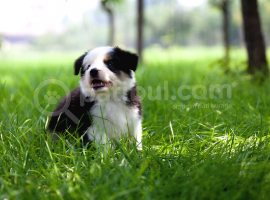 A Kalite Secereli Boder Collie Yavrularımız
