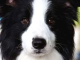 A Kalite Secereli Boder Collie Yavrularımız