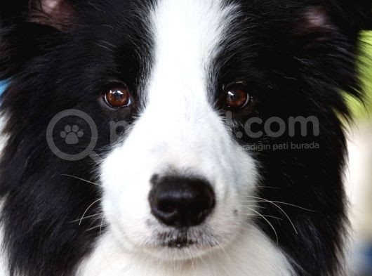 A Kalite Secereli Boder Collie Yavrularımız görsel