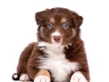 2 Aylık Erkek ve Dişi Border Collie Yavrularımız
