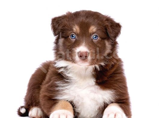 2 Aylık Erkek Ve Dişi Border Collie Yavrularımız