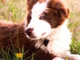 2 Aylık Erkek Ve Dişi Border Collie Yavrularımız