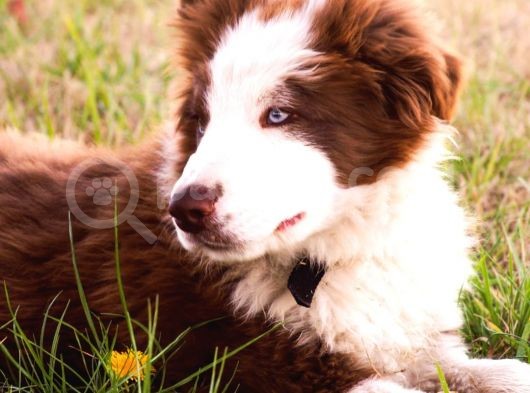 2 Aylık Erkek Ve Dişi Border Collie Yavrularımız görsel