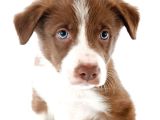 2 Aylık Erkek Ve Dişi Border Collie Yavrularımız