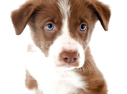 2 Aylık Erkek Ve Dişi Border Collie Yavrularımız görsel