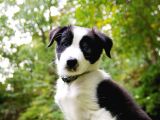 A Kalite Secereli Boder Collie Yavrularımız